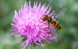 Bug On Pink Flower