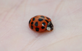 Ladybug Details